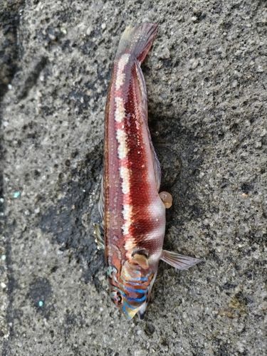 トラギスの釣果