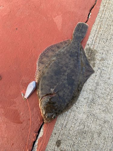 カレイの釣果