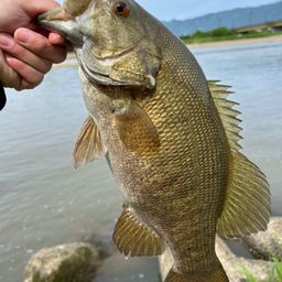 スモールマウスバス