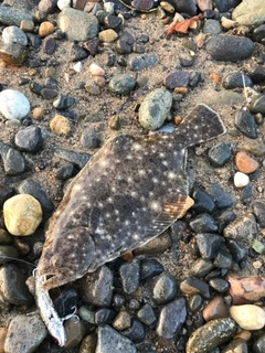 ソゲの釣果