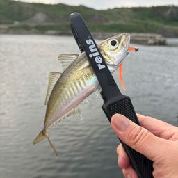 アジ
