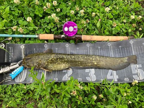 ナマズの釣果