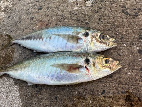 マルアジの釣果