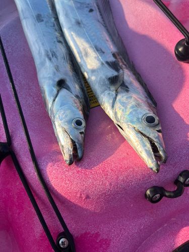 タチウオの釣果