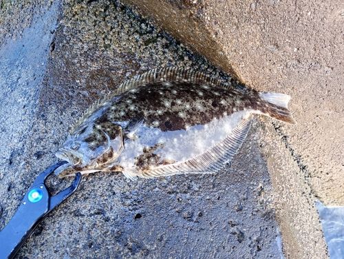 ヒラメの釣果
