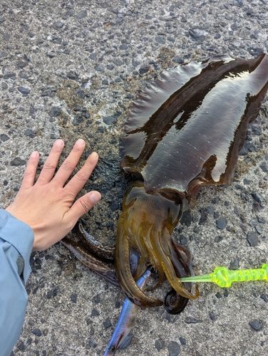 アオリイカの釣果