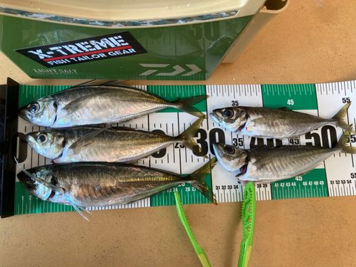 アジの釣果