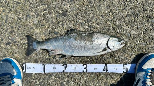 サクラマスの釣果