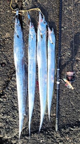 タチウオの釣果