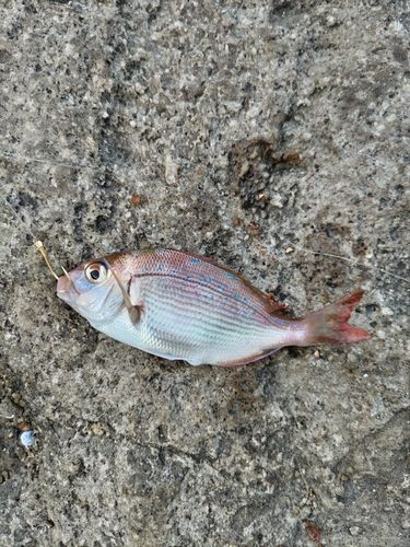マダイの釣果