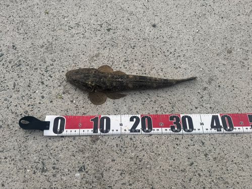 マゴチの釣果