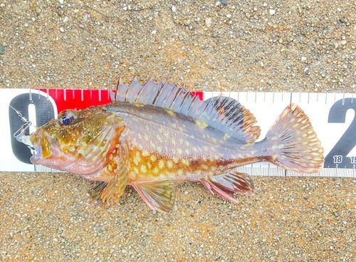 カサゴの釣果