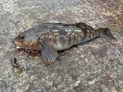 アイナメの釣果