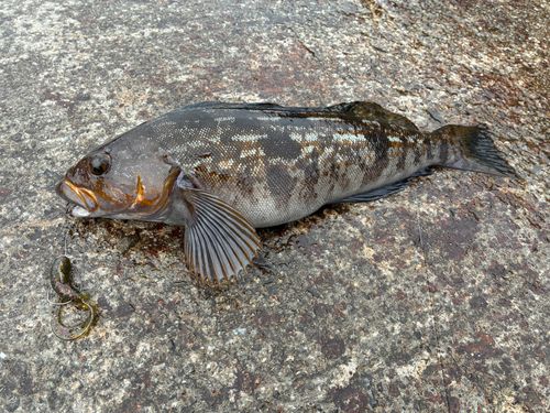 アイナメの釣果