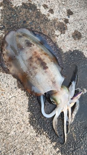 アオリイカの釣果