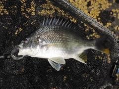 キビレの釣果