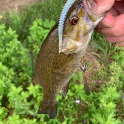 スモールマウスバス