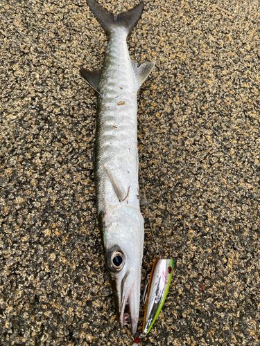 オニカマスの釣果