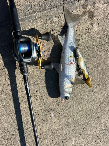 ボラの釣果