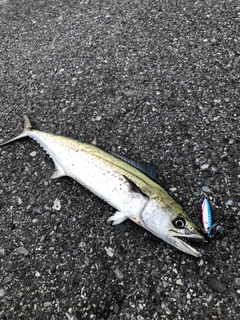 サゴシの釣果