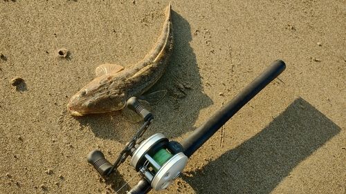 マゴチの釣果