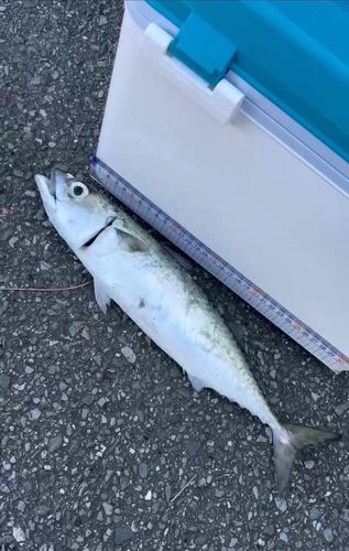 サバの釣果