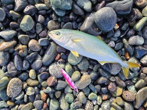 ワカシの釣果