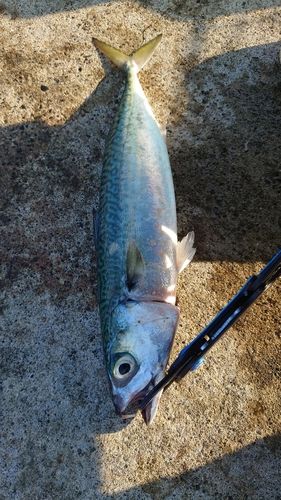 サバの釣果