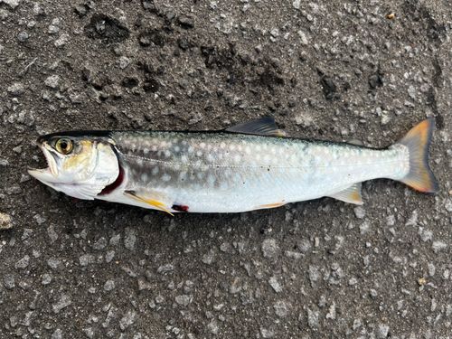 アメマスの釣果