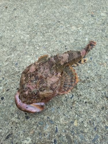 カジカの釣果