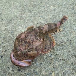 カジカ