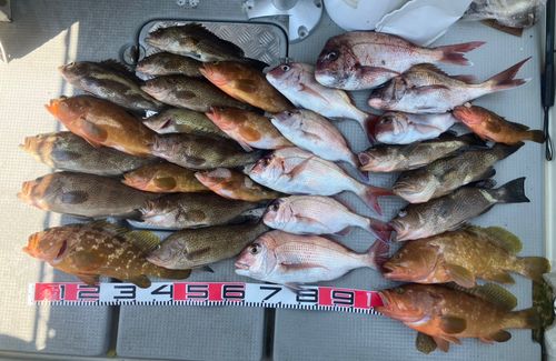 マダイの釣果