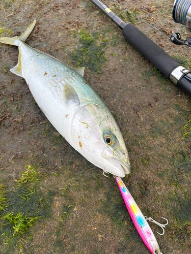 イナダの釣果