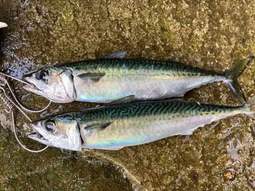 サバの釣果
