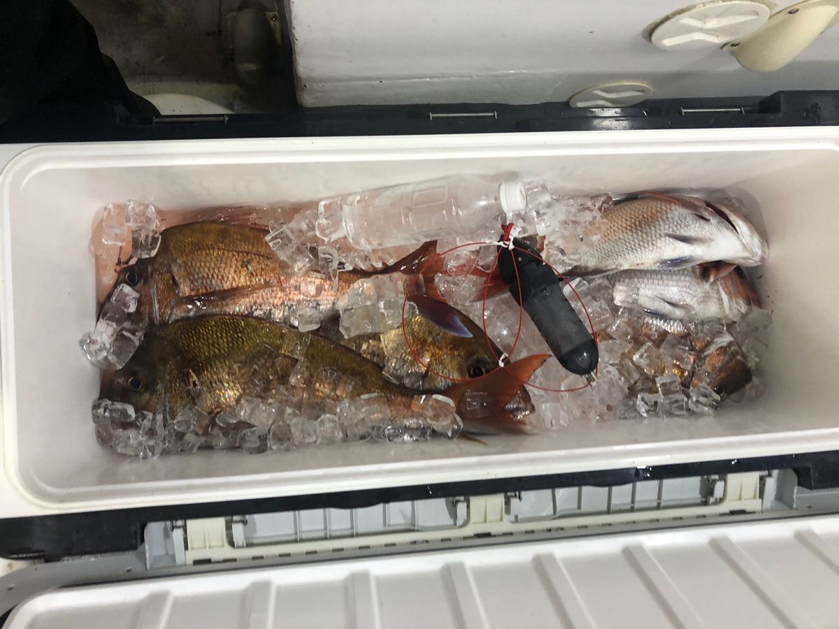 good starさんの釣果 2枚目の画像