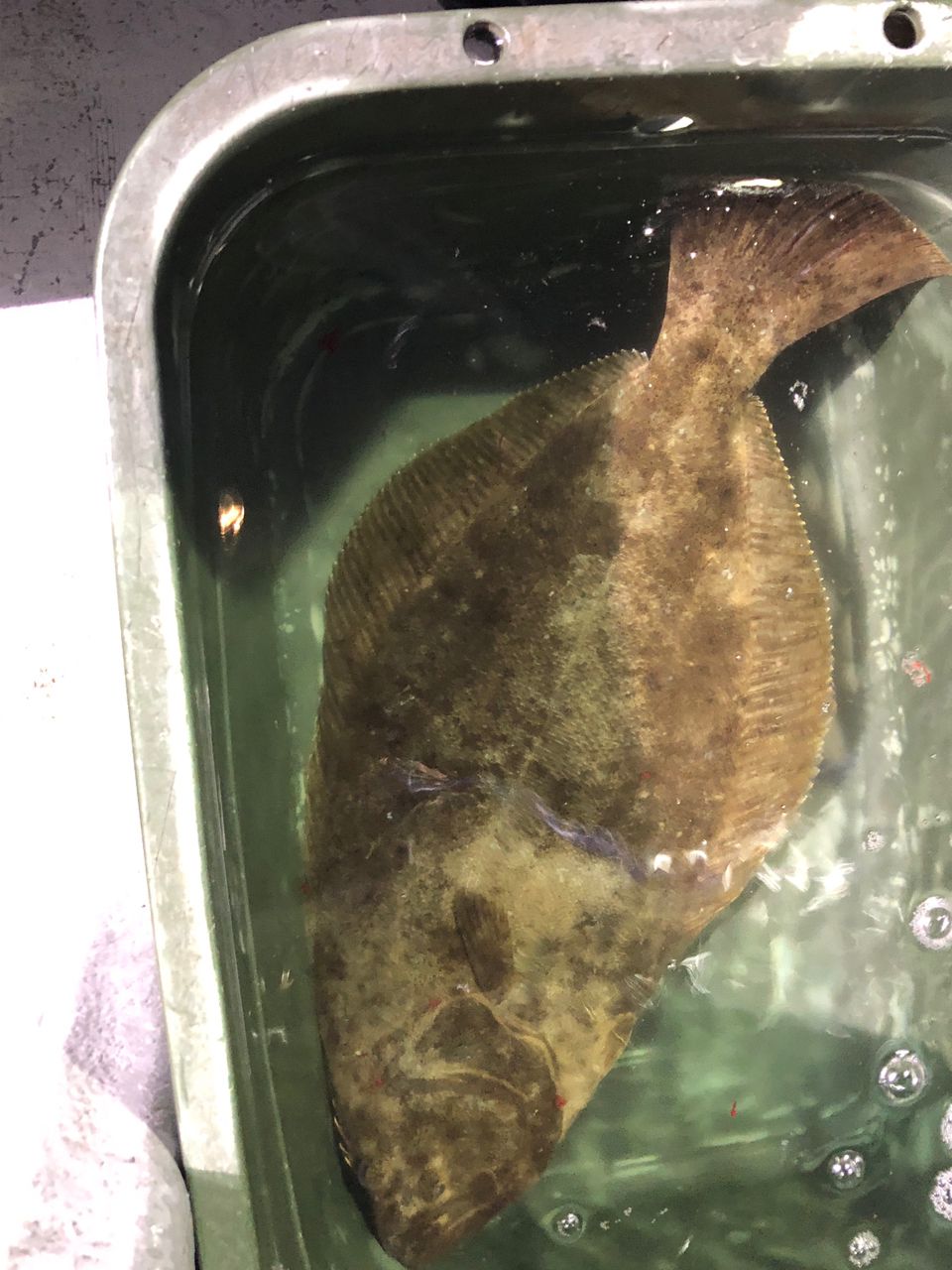 good starさんの釣果 3枚目の画像