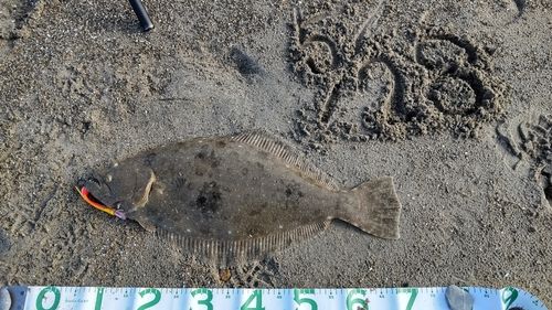 ヒラメの釣果