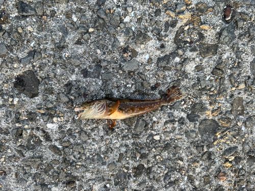 チャリコの釣果