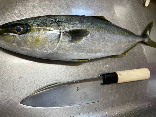 ツムブリの釣果