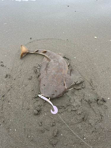 カスザメの釣果