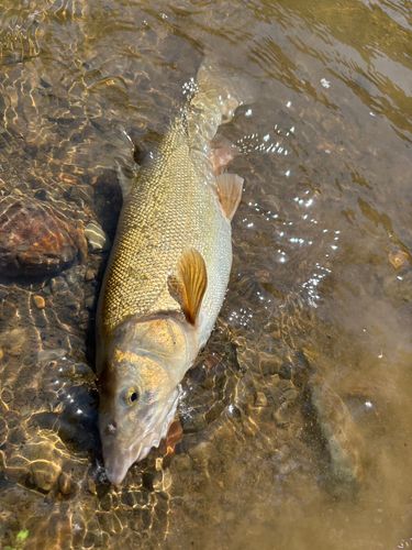 エゾウグイの釣果