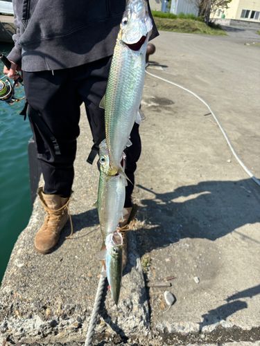 ニシンの釣果