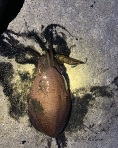 モンゴウイカの釣果
