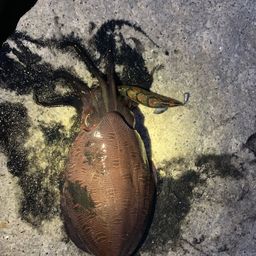 モンゴウイカ
