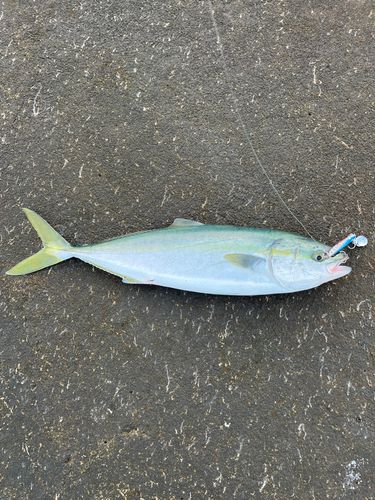 フクラギの釣果