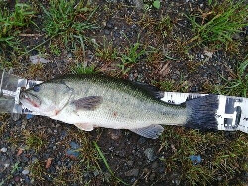 ブラックバスの釣果