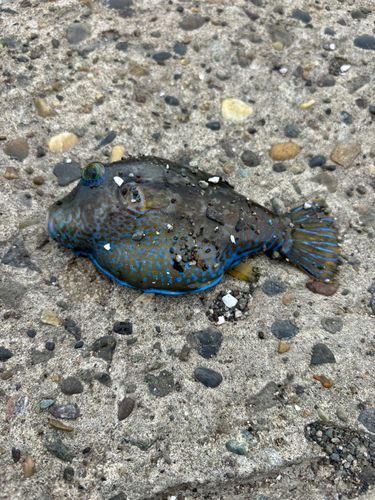 ソウシハギの釣果