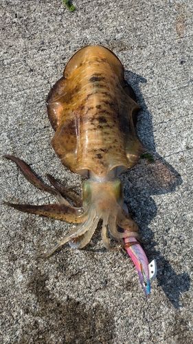 アオリイカの釣果