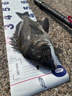 クロダイの釣果