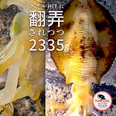 アオリイカの釣果